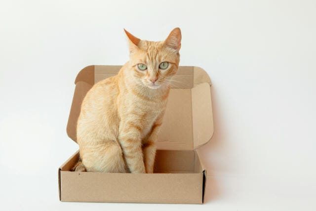 クリスマスプレゼントに生き物を贈るリスクと心構え＆費用や代替案